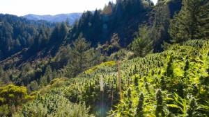Can Hemp Help Fight Climate Change?