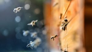 Could Hemp Help Save Bee Populations?