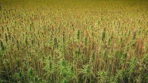 Forecast For Hemp Fiber Strong For 2021 And Beyond