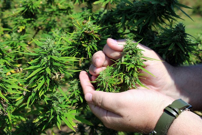 Largest Legal Hemp Harvest in Florida in Over 80 Years