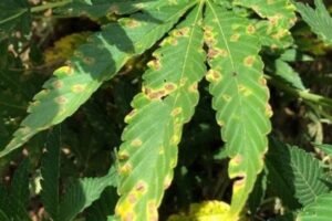 Industrial Hemp Diseases Affecting Florida (And Elsewhere)