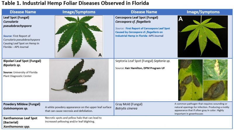 Industrial Hemp Foliar Diseases in Florida