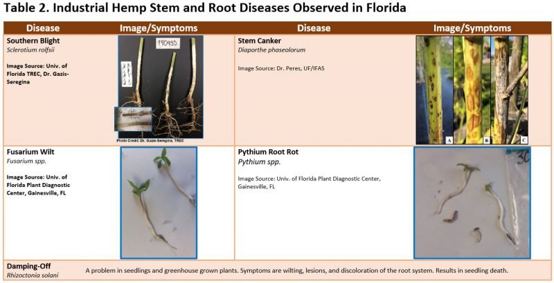 Industrial Hemp Stem and Root Diseases in Florida