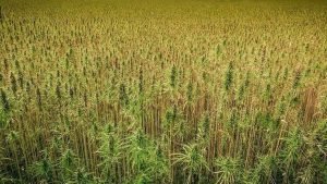 States See Major Shift In Number Of Hemp Licenses Issued in 2020